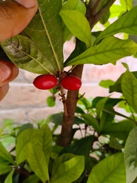 Miracle Berry