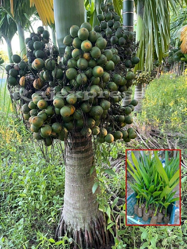 Vietnamese Dwarf Betel Nut (Supari)