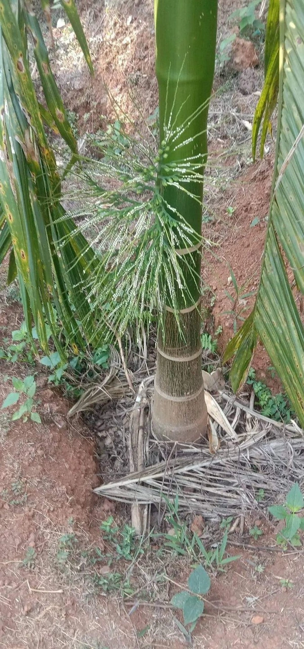Vietnamese Dwarf Betel Nut (Supari)