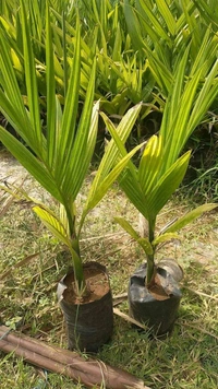 Vietnamese Dwarf Betel Nut (Supari)