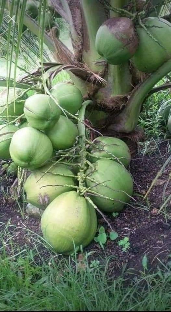 Vietnamese Dwarf Coconut (Green Siam)