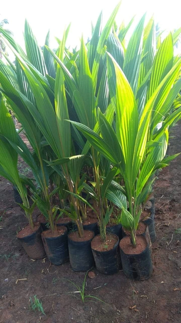 Vietnamese Dwarf Coconut (Green Siam)