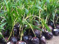Vietnamese Dwarf Coconut (Green Siam)