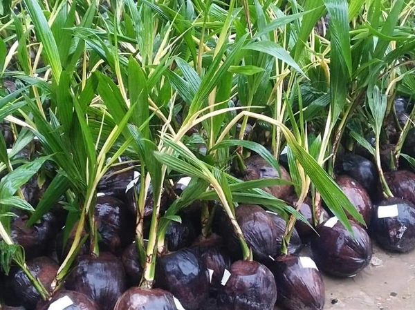 Vietnamese Dwarf Coconut (Green Siam)