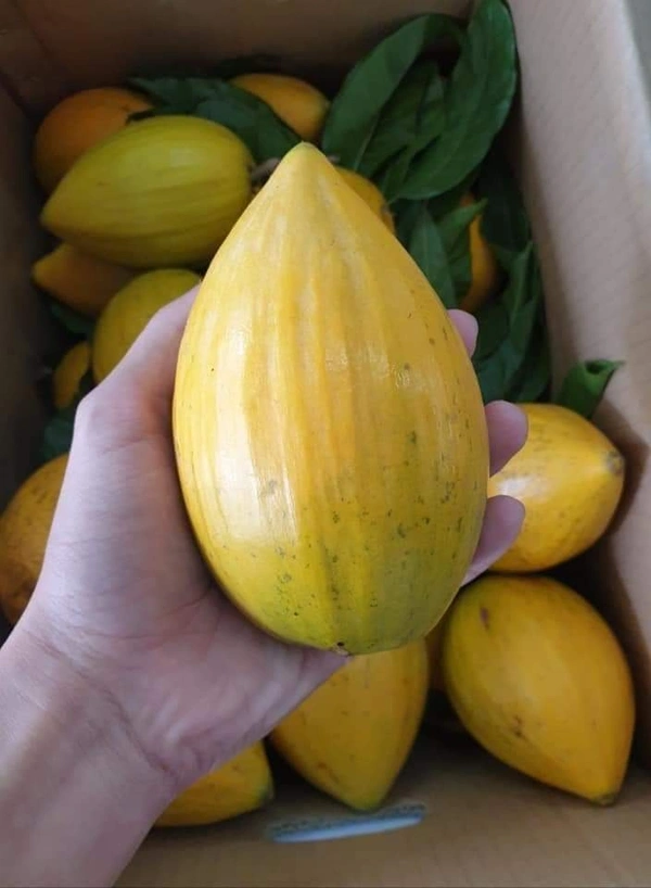 Egg Fruit