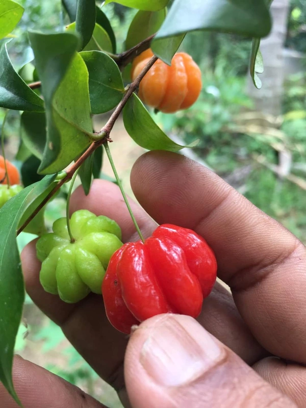 Red Surinam Cherry 