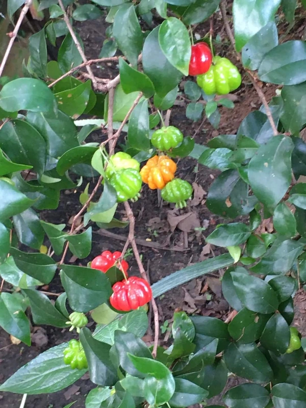Red Surinam Cherry 