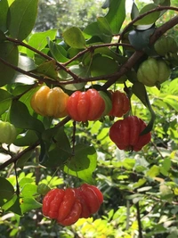 Red Surinam Cherry 