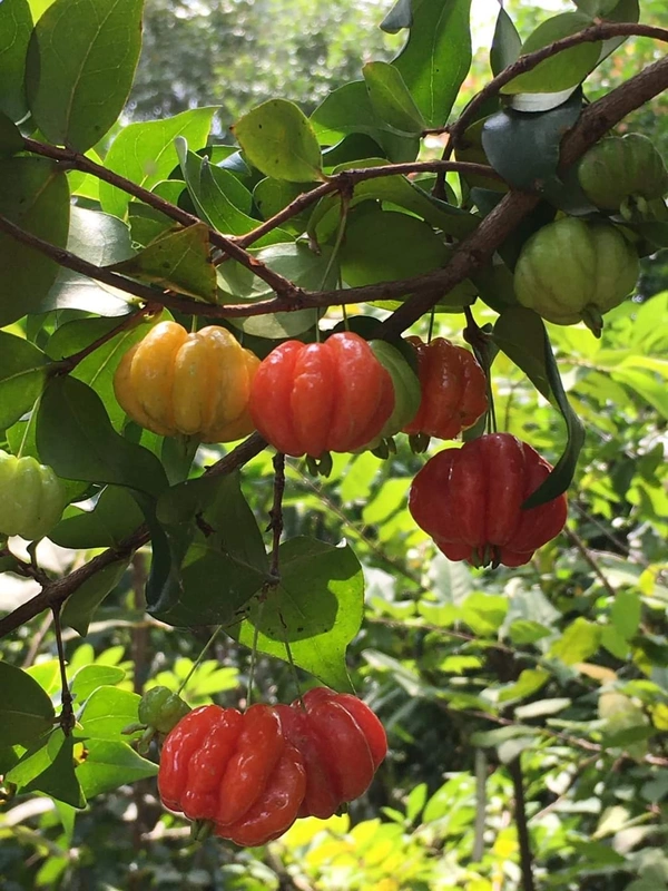 Red Surinam Cherry 