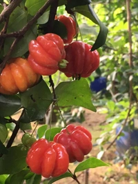 Red Surinam Cherry 