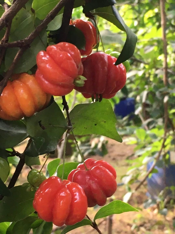 Red Surinam Cherry 