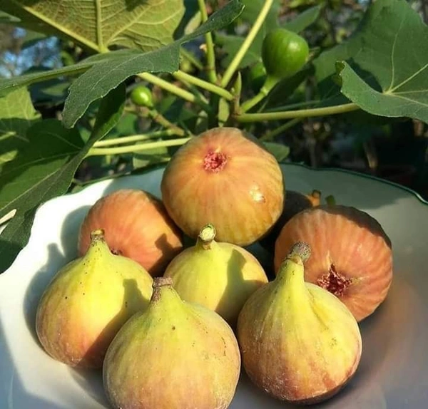 Fig (Anjir)