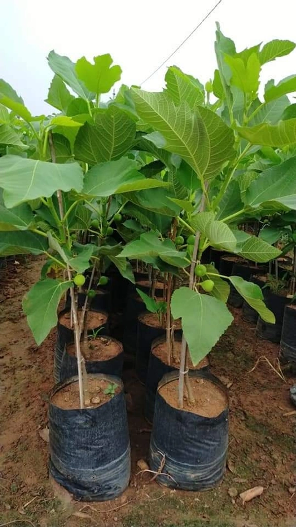 Fig (Anjir)