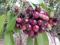 Black Jamun