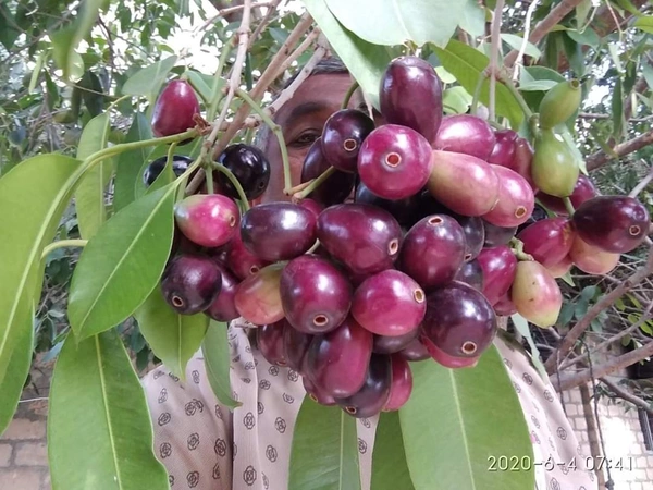 Black Jamun