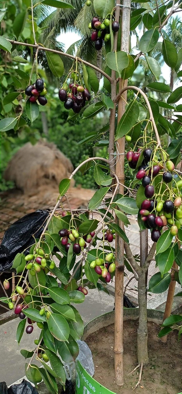 Black Jamun