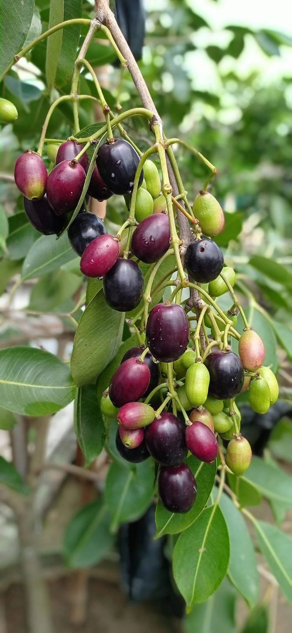 Black Jamun
