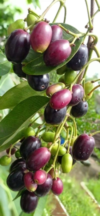 Black Jamun