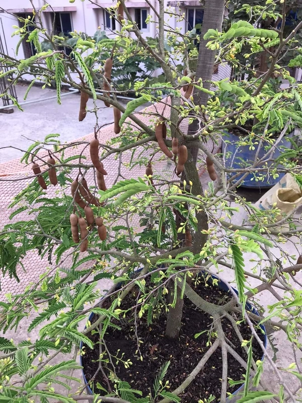 Sweet Tamarind   ( Imli )
