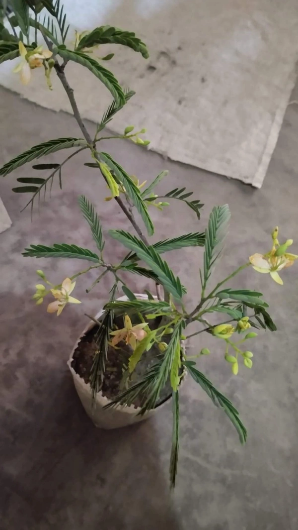 Sweet Tamarind   ( Imli )