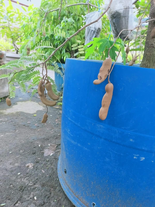 Sweet Tamarind   ( Imli )