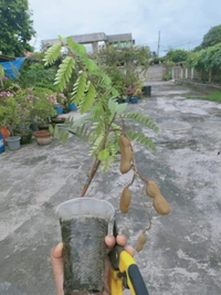 Sweet Tamarind   ( Imli )