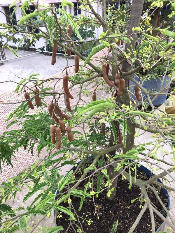 Sweet Tamarind   ( Imli )