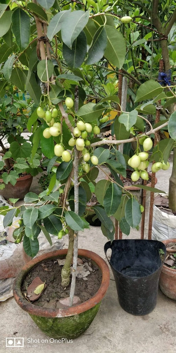White Jamun   ( Thai )