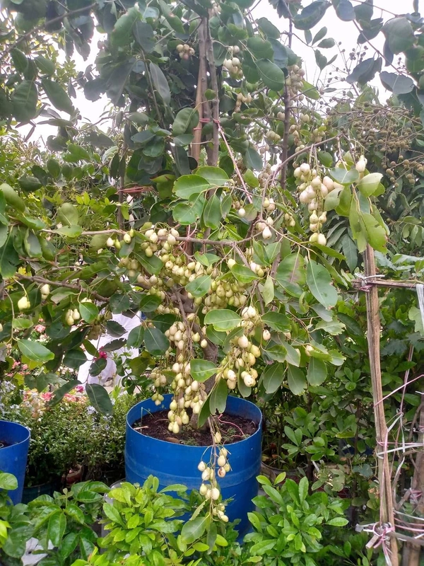White Jamun   ( Thai )