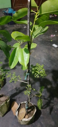 White Jamun   ( Thai )