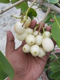 White Jamun   ( Thai )