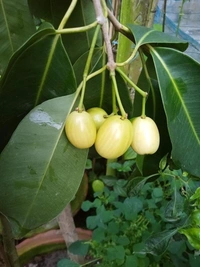 White Jamun   ( Thai )