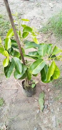 White Jamun   ( Thai )