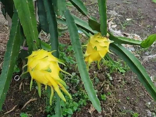 Yellow Dragon