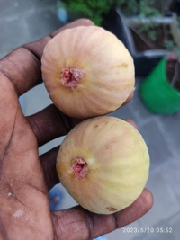 Fig (Anjir)