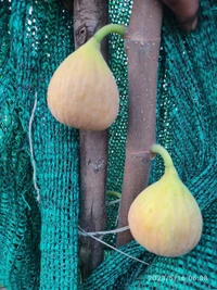Fig (Anjir)
