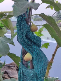 Fig (Anjir)