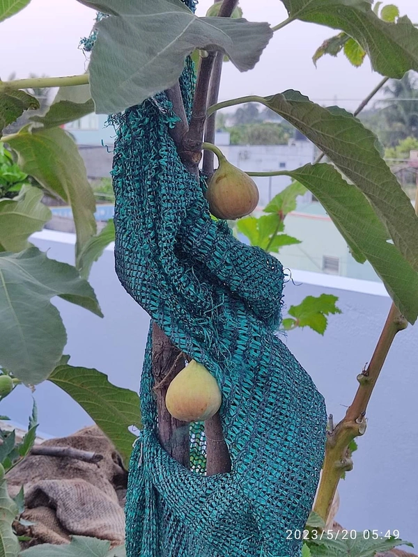 Fig (Anjir)