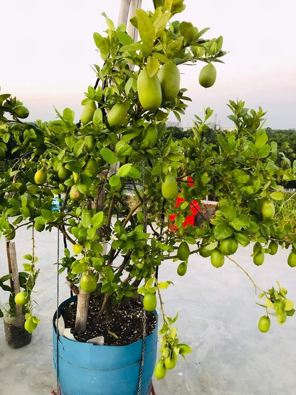 Seedless Lemon