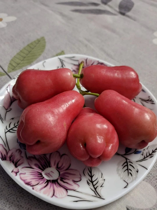 Red Wax Apple