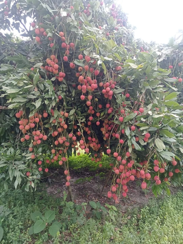 Lichee (Mujaffarpur) 