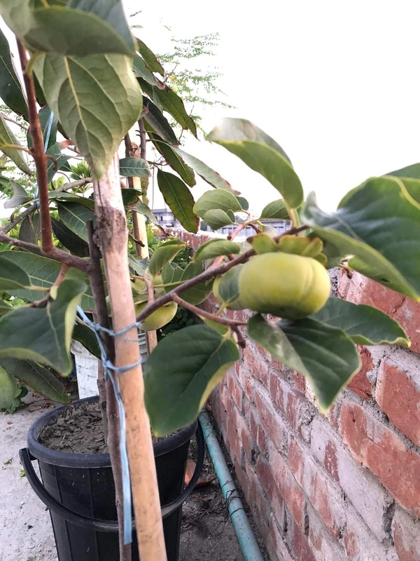 Persimmon (Seedleds Fuyu)