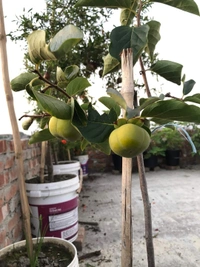 Persimmon (Seedleds Fuyu)