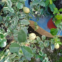 Variegated Kagzi Lemon