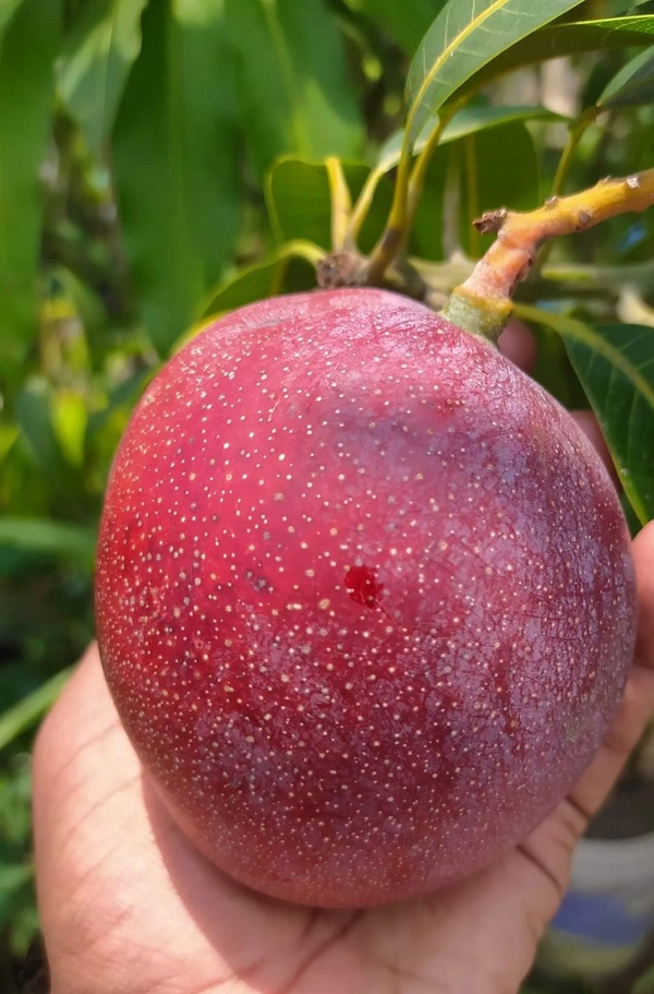 Red Palmer Mango