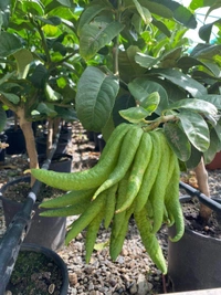 Finger Lemon