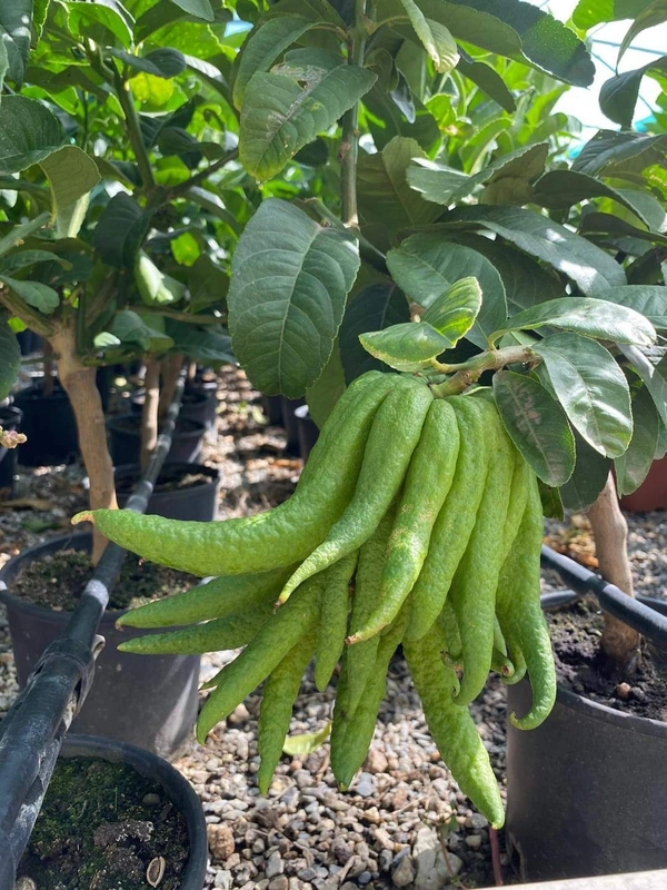 Finger Lemon