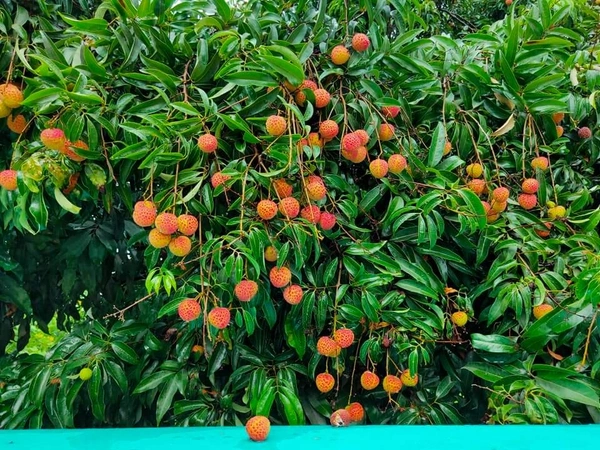 Lichee ( Bombai ) 