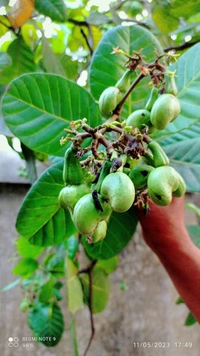 Cashew Nut ( Kaju) 