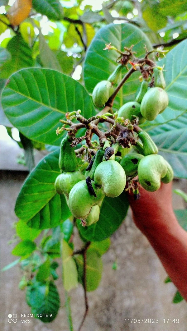 Cashew Nut ( Kaju) 